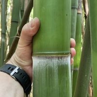 Mc-Bambus: Frische Bambusstangen aus heimischem Anbau - nachhaltig & naturbelassen - Halmfarbe grn - Ort: Windeck