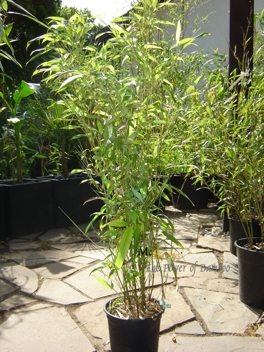 Mc-Bambus: Phyllostachys Mannii H�he ca. 80 cm - Ort: Windeck