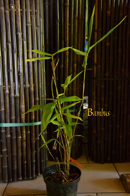 Mc-Bambus: Phyllostachys pubescens Moso - H�he in Deutschland bis 7 Meter  - Ort: Windeck