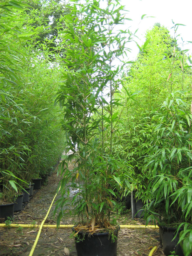 Mc-Bambus: Semiarundinaria fastuosa  - 20 Liter Topf - Ort: Windeck