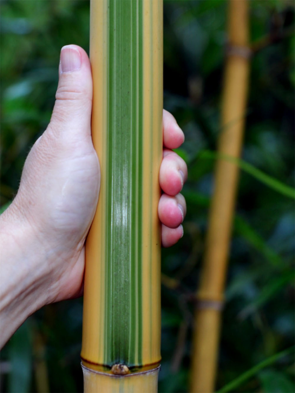 Mc-Bambus: Halmdetail von Phyllostachys vivax Huangwenzhu Inversa - Ort: Windeck