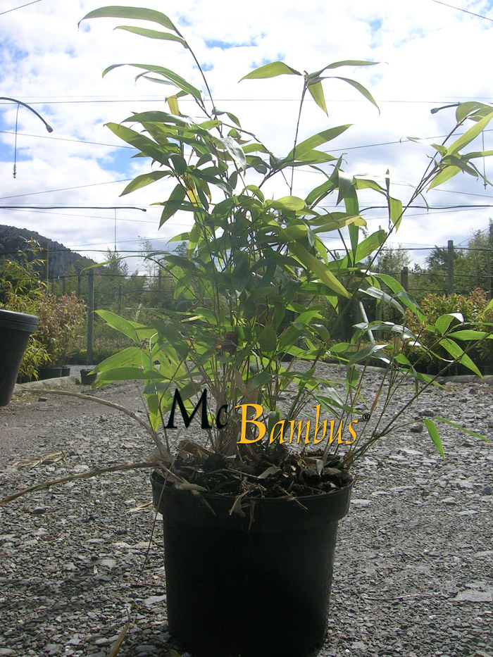 Mc-Bambus: Phyllostachys Tip Top varioauriculata: Lieferh�he: ca. 60 cm - Ort: Windeck