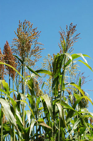 Mc-Bambus: Elefantengras - Ort: Windeck