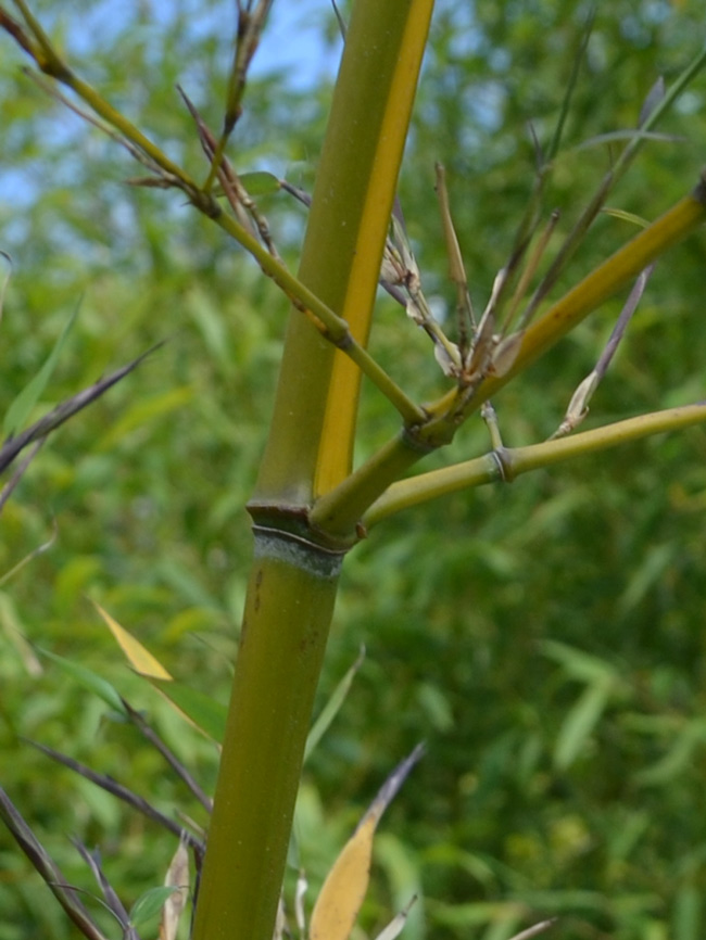 Mc-Bambus: Halmanischt vom Bambus Phyllostachys arcana Luteosulcata - Ort: Windeck