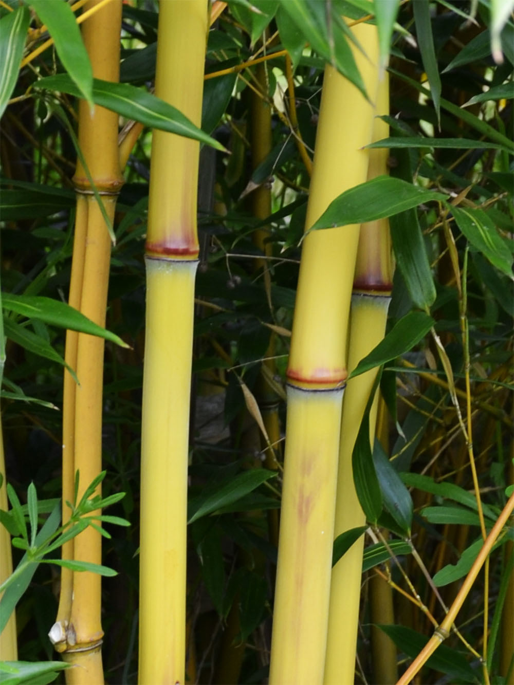 Mc-Bambus: Detail vom Bambushalm der Sorte Phyllostachys aureosulcata Aureocaulis - Ort: Windeck