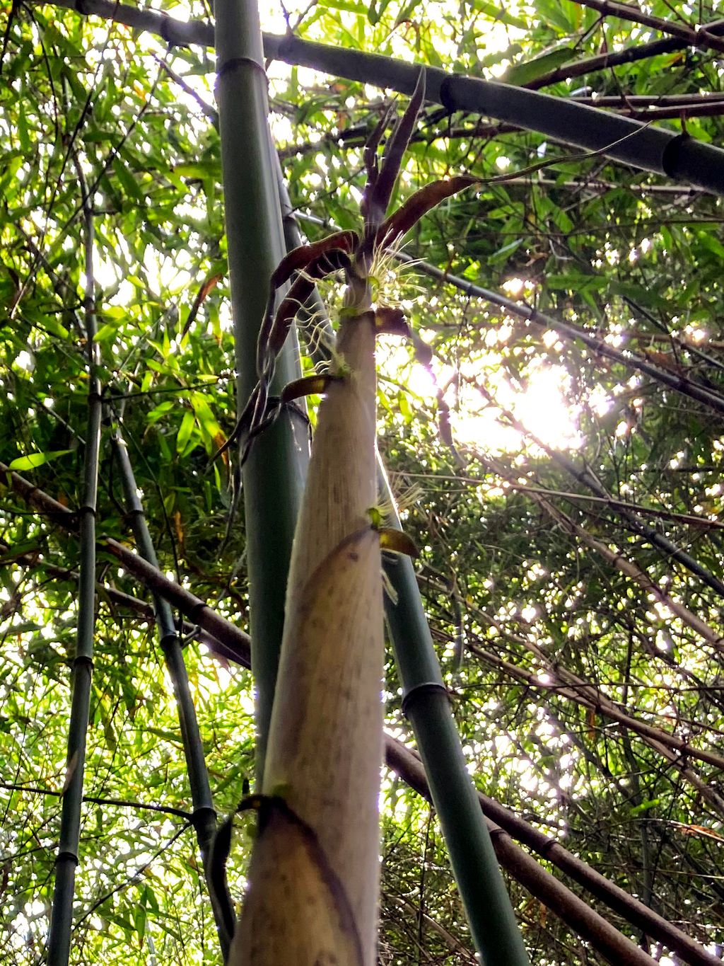 Mc-Bambus: Halmaustrieb von Phyllostachys bambusoides - Ort: Windeck