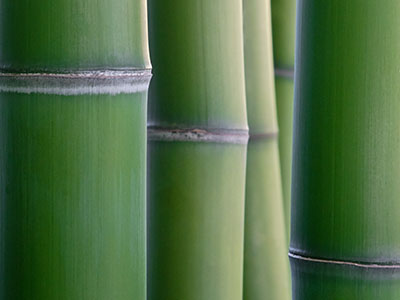 Mc-Bambus Bambus Phyllostachys