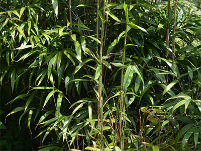 Mc-Bambus Bambus Pseudosasa