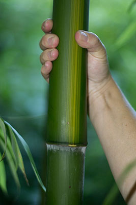 Mc-Bambus Bambus Phyllostachys