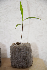 Phyllostachys pubescens edulis - Moso - Riesenbambus