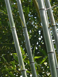 Phyllostachys aureosulcata alata