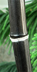 Bambus Phyllostachys Nigra - schwarzer Bambus