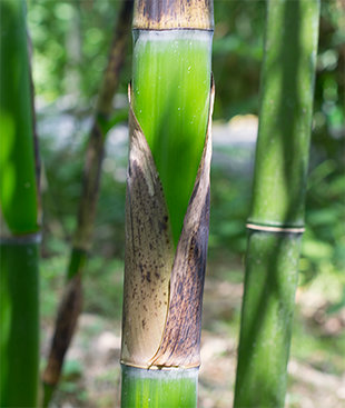 phyllostachys vivax Mc-Cloure Windeck